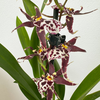 Butterfly Orchid | Titanium Gothic