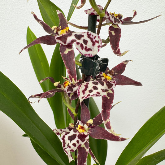 Butterfly Orchid | Titanium Gothic
