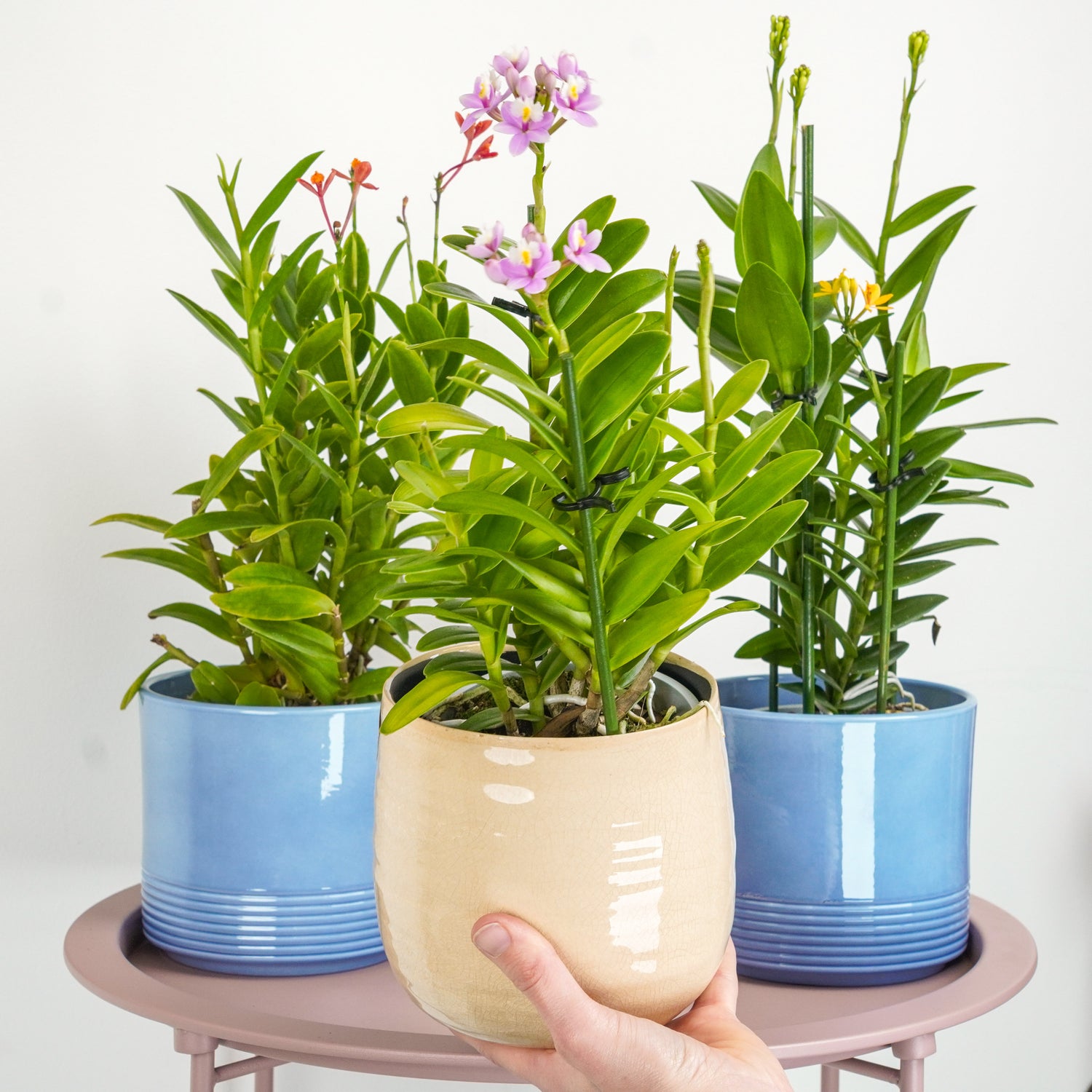 Multicoloured Epidendrum Orchid Delivery UK