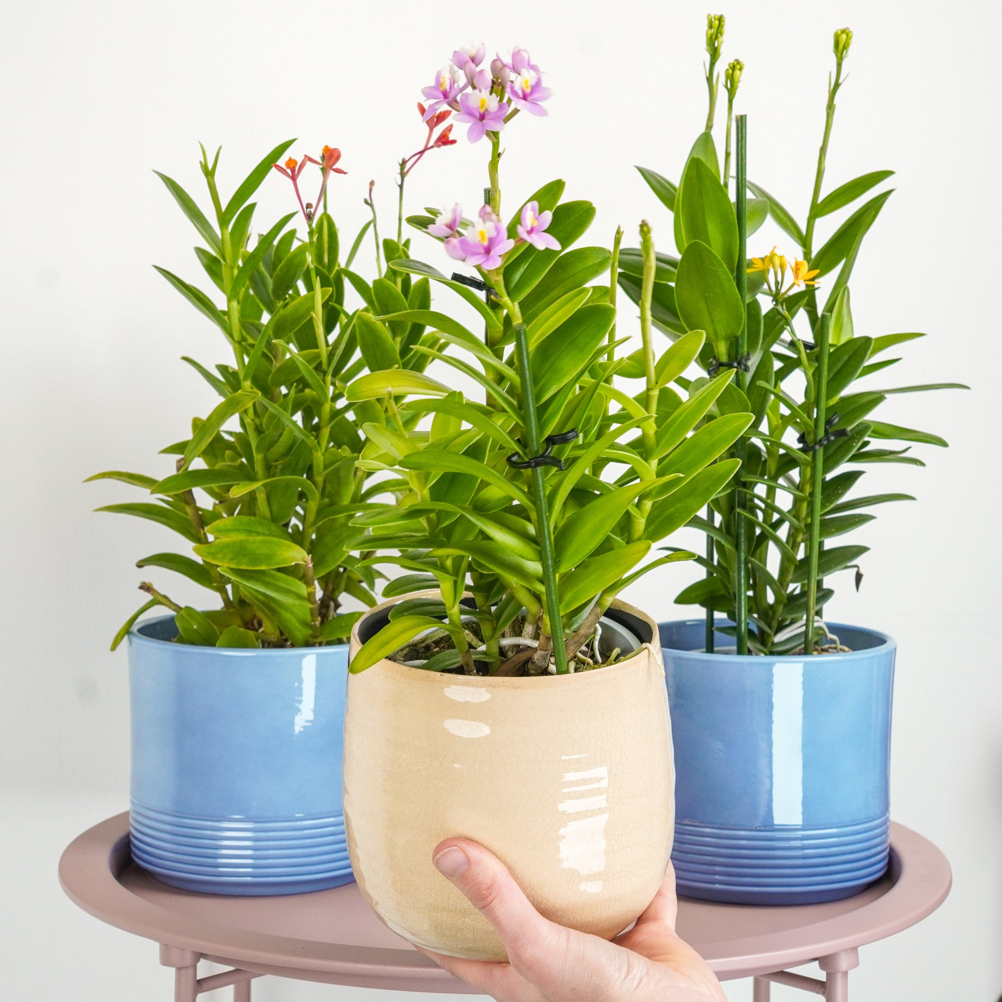 Multicoloured Epidendrum Orchid Delivery UK