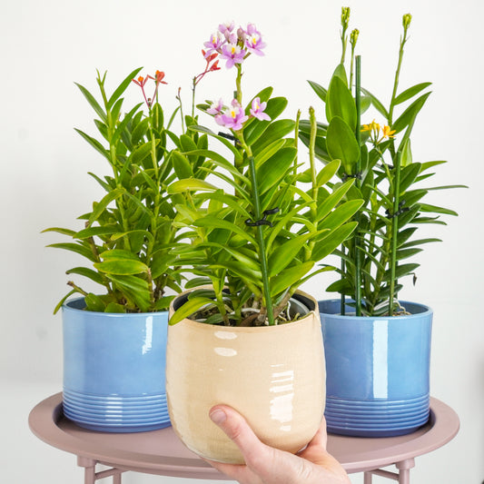 Multicoloured Epidendrum Orchid Delivery UK