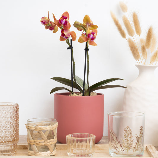 Orange Phalaenopsis Orchid Delivery UK