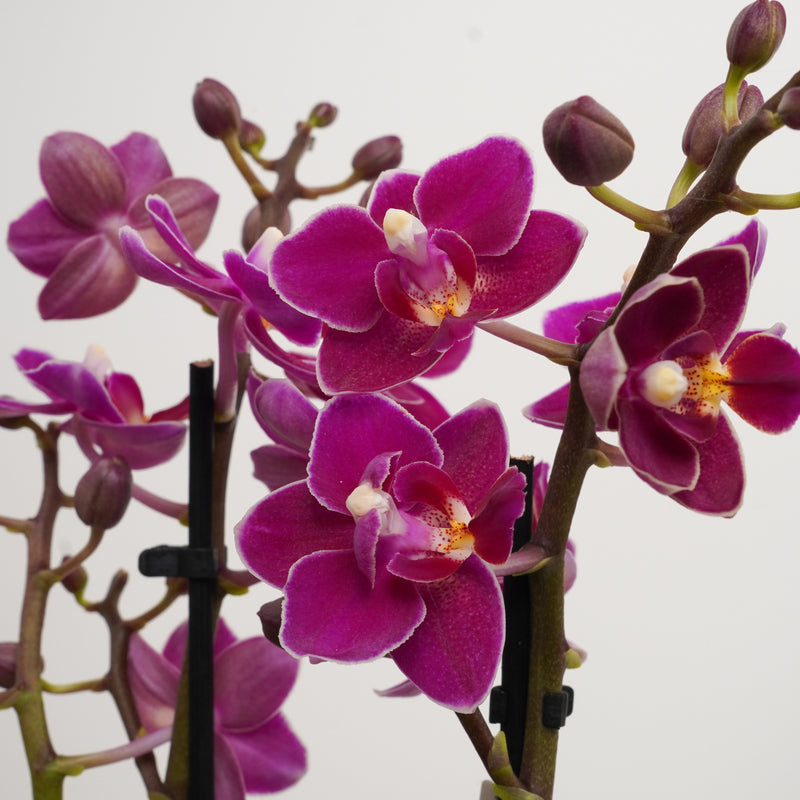 Pink Purple Phalaenopsis Orchid Delivery UK