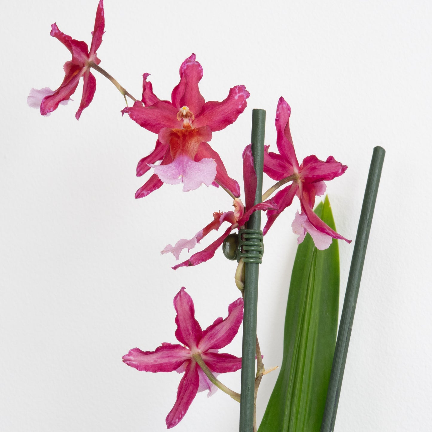 Pink Cambria Orchid Delivery UK