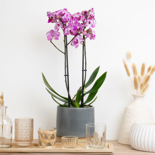 Pink Phalaenopsis Orchid Delivery UK