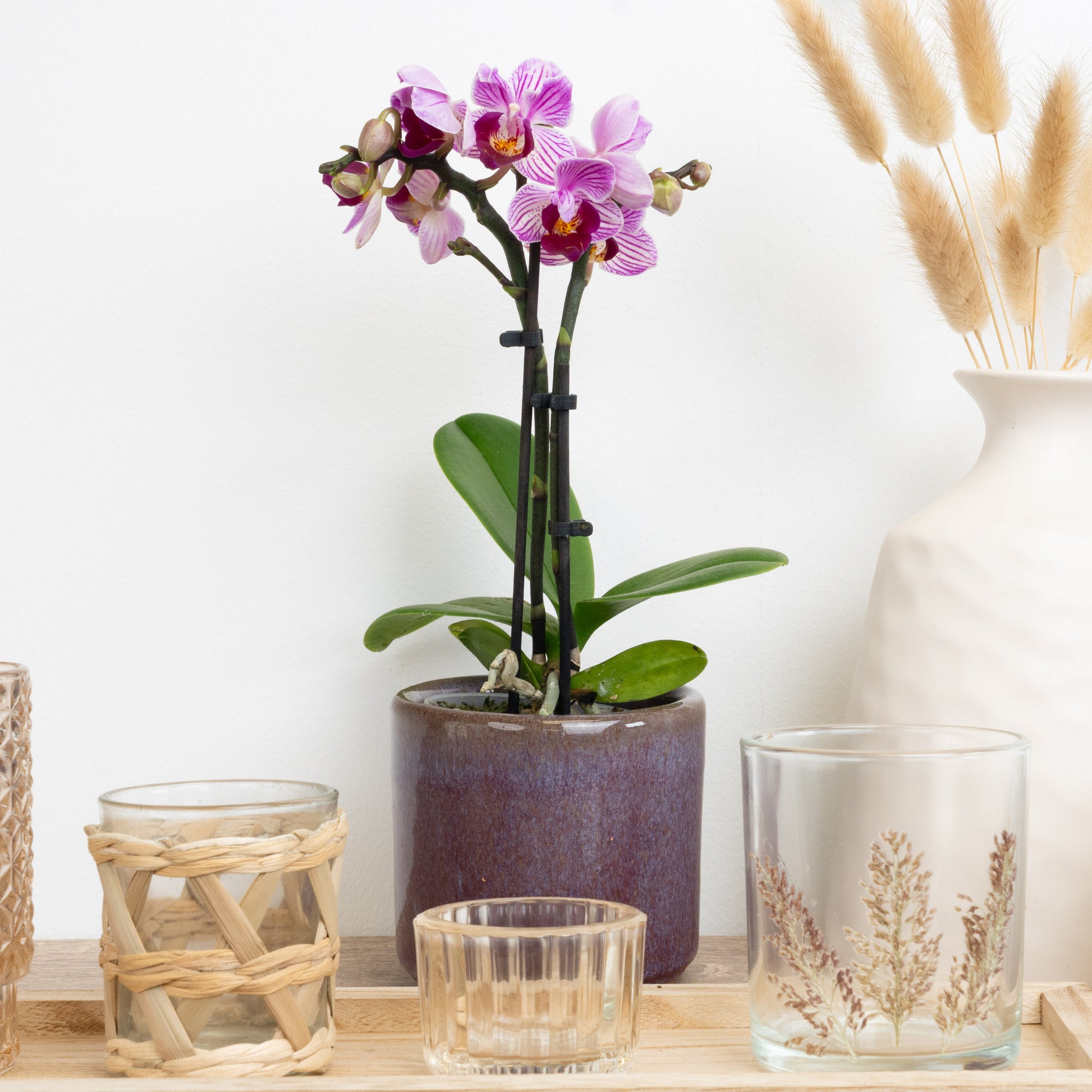 Pink Stripe Phalaenopsis Orchid Delivery UK