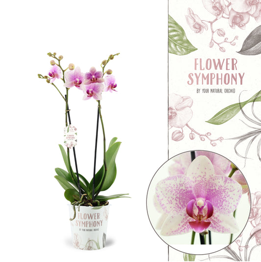 Pink White Phalenopsis Orchid Delivery UK
