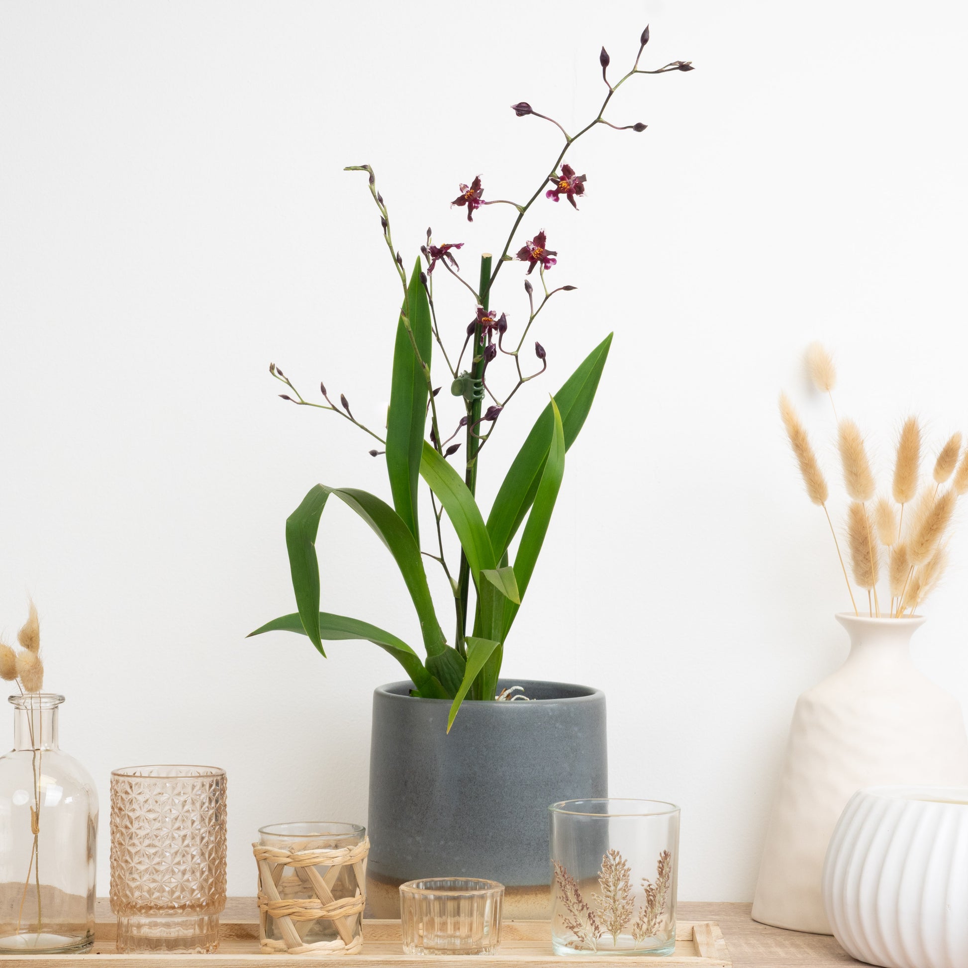 Plum Cambria Orchid Delivery UK