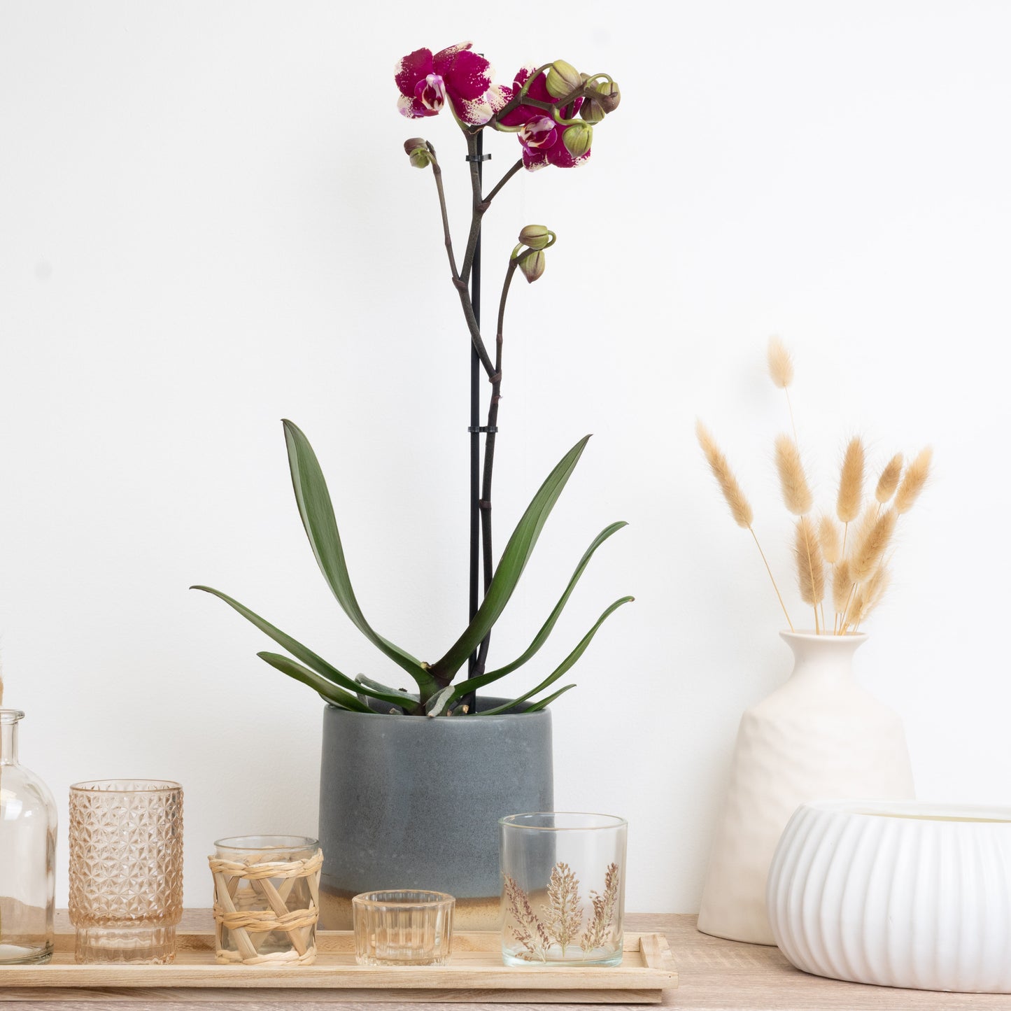 Purple Phalaenopsis Orchid Delivery UK