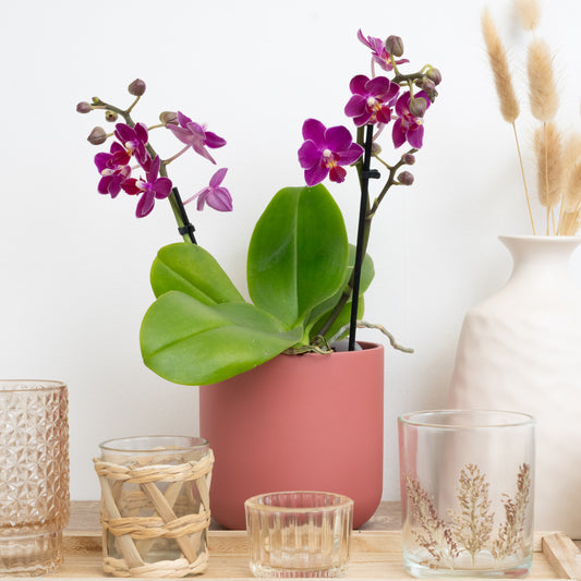 Purple Pink Phalaenopsis Orchid Delivery UK