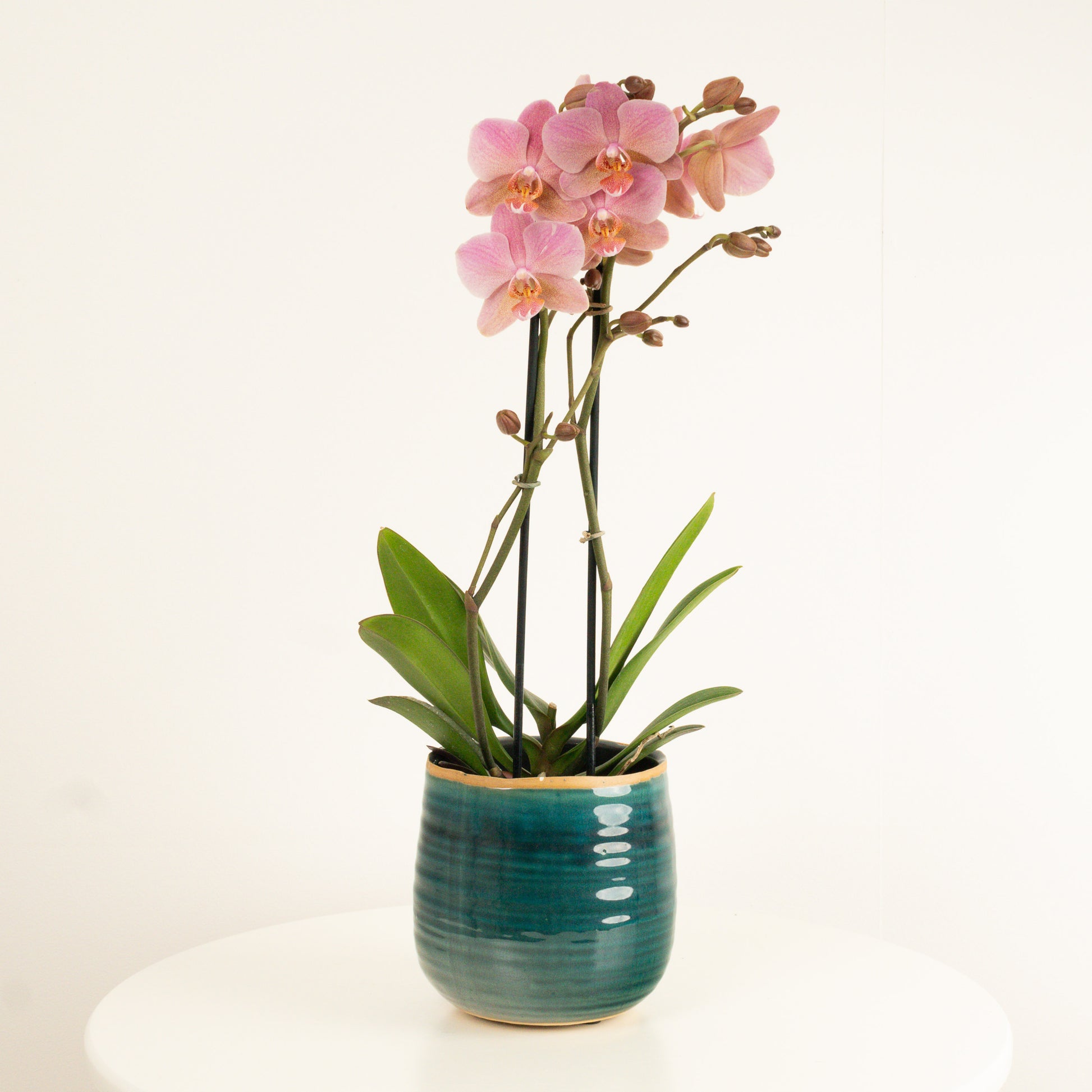 Soft Pink Phalaenopsis Orchid Delivery UK