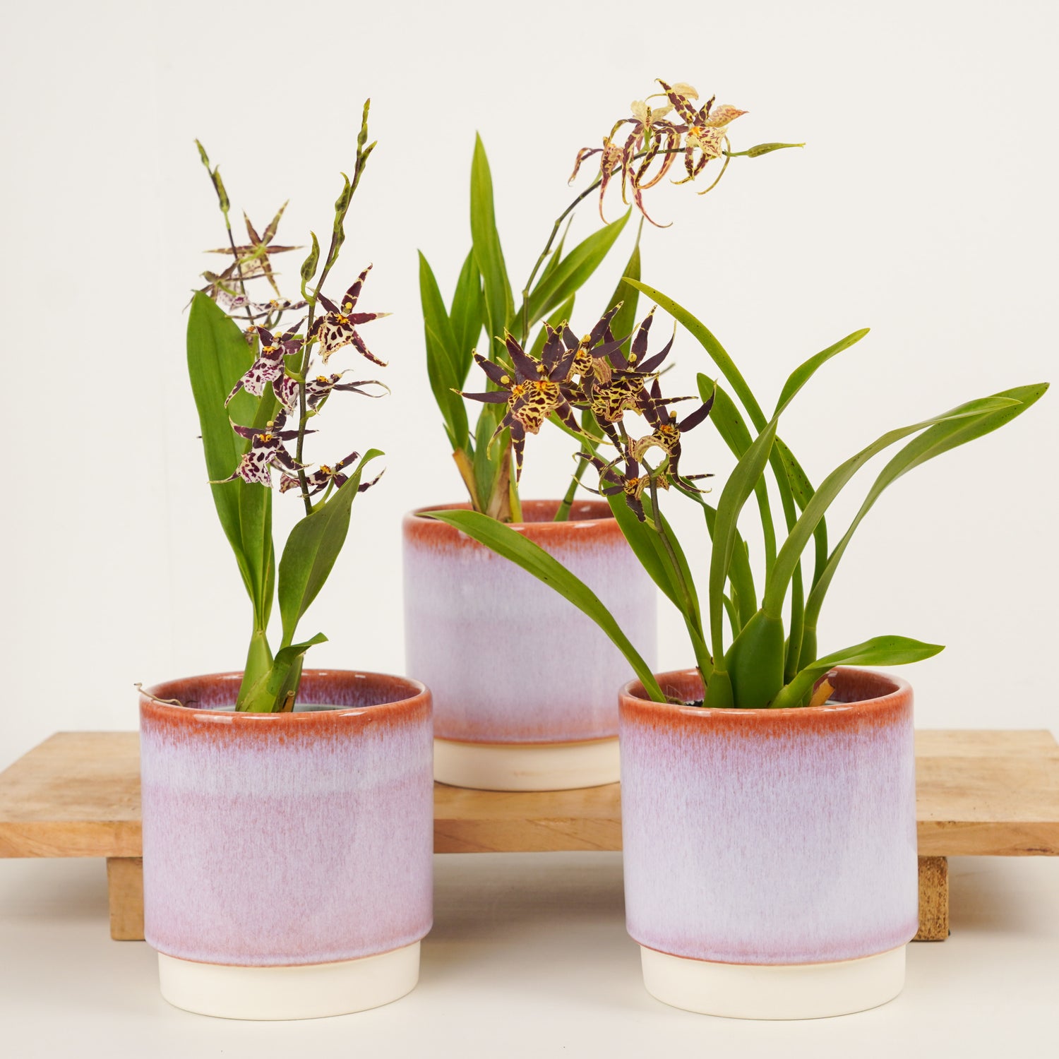 Surprise Colour Oncidium Orchid Delivery UK