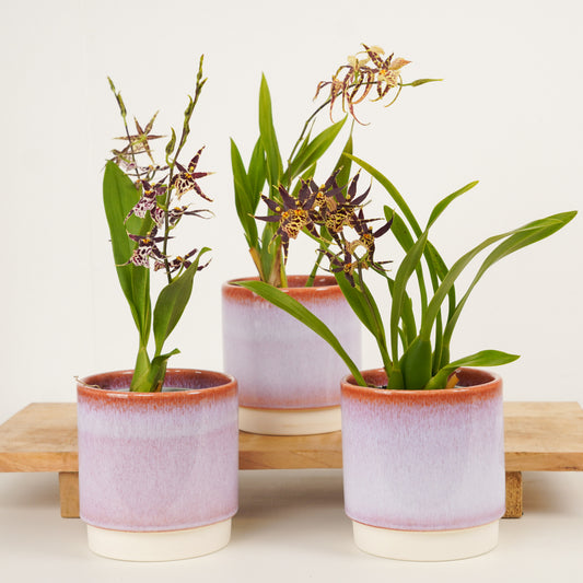 Surprise Colour Oncidium Orchid Delivery UK