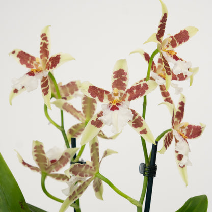 White Cambria Orchid Delivery UK
