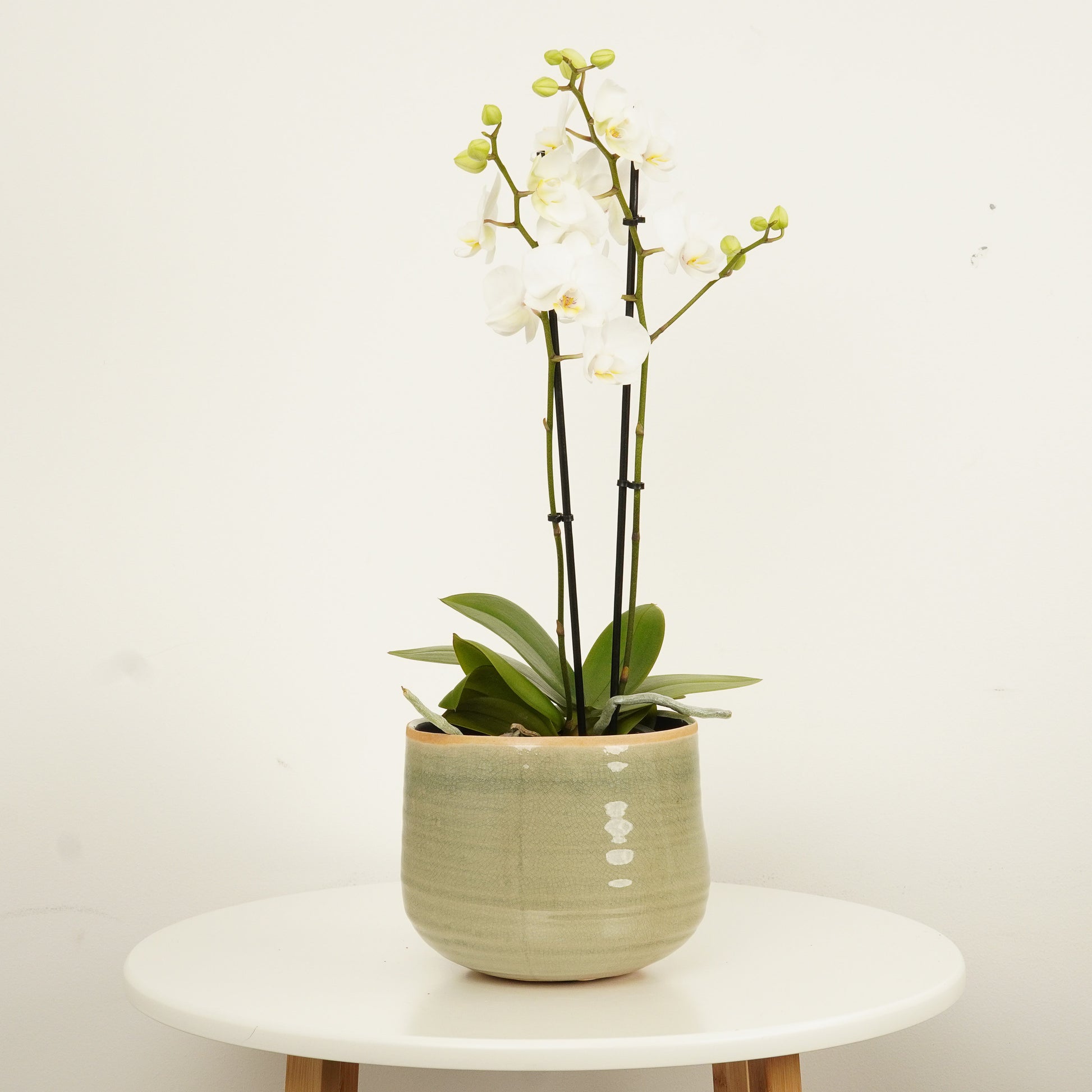 White Phalaenopsis Orchid Delivery UK