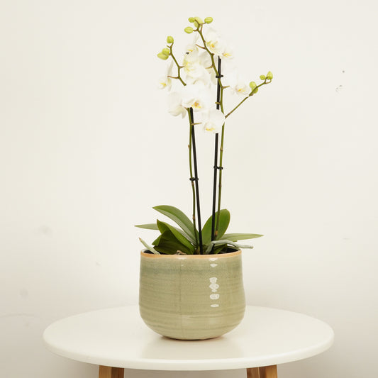 Phalaenopsis Orchid | White | Not In Flower