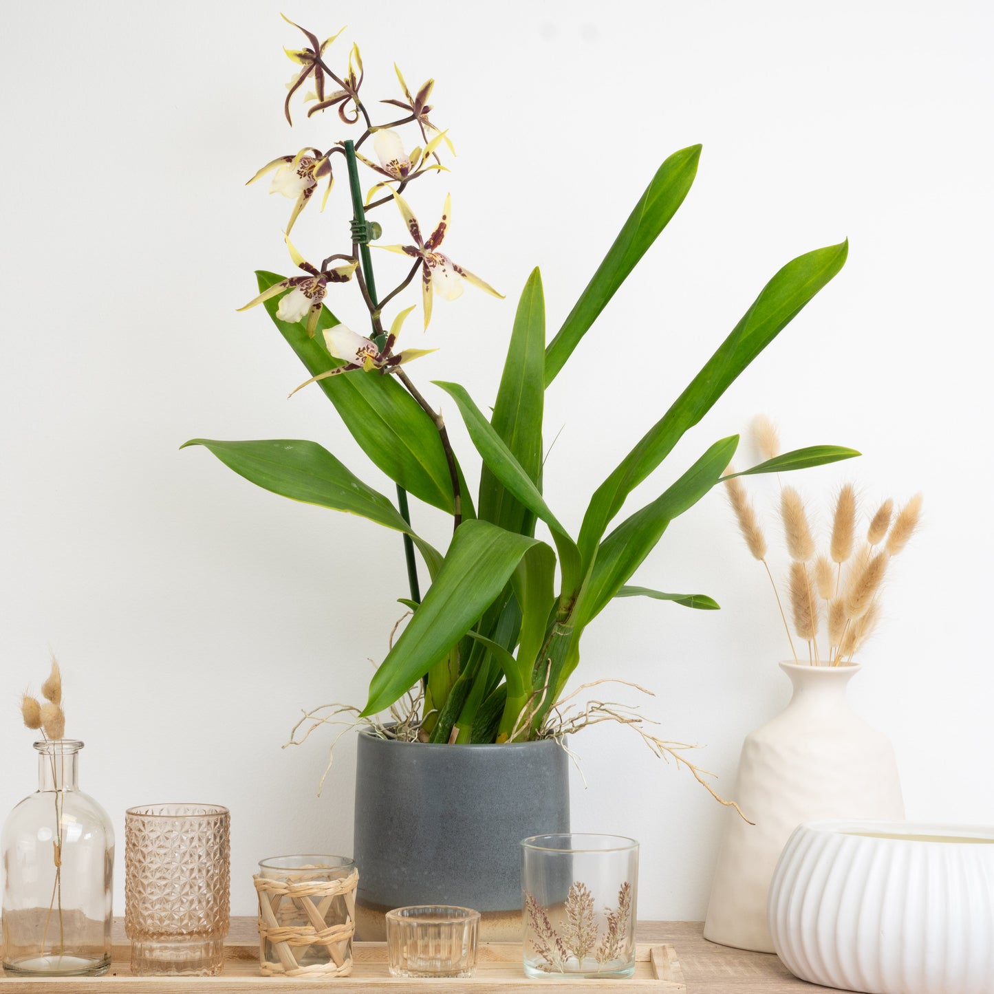 Yellow Cambria Orchid Delivery UK