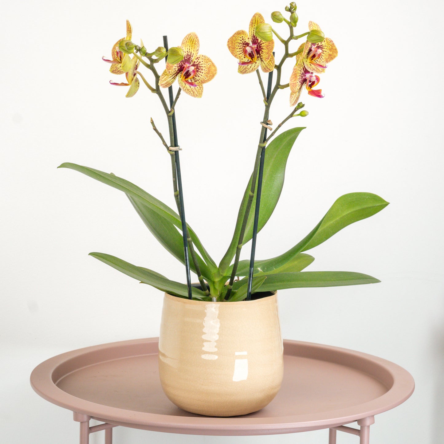 Yellow Orange Phalaenopsis Orchid Delivery UK