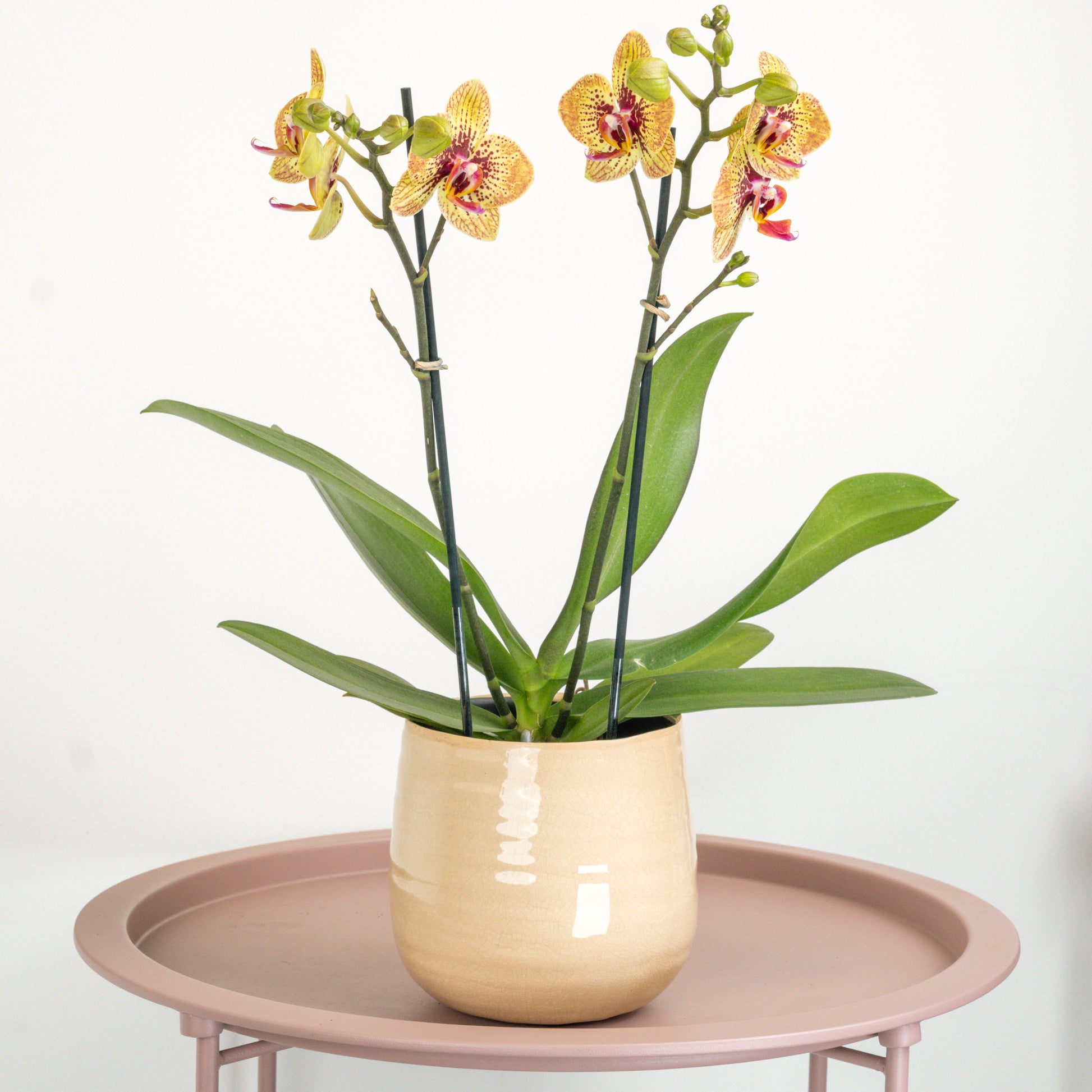 Yellow Orange Phalaenopsis Orchid Delivery UK