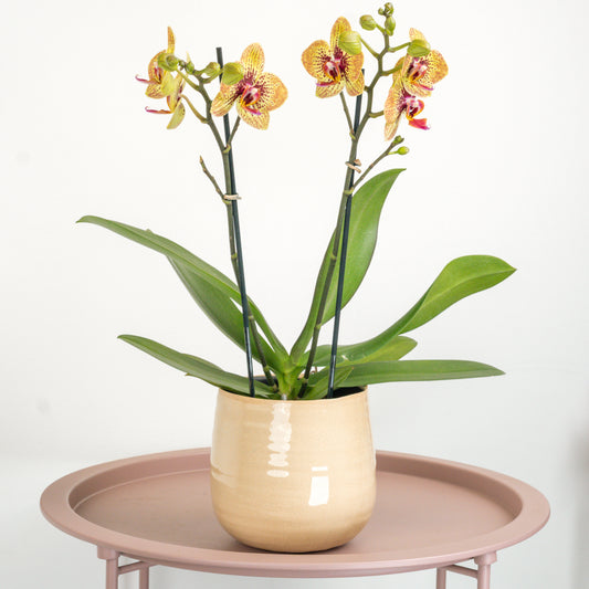 Yellow Orange Phalaenopsis Orchid Delivery UK