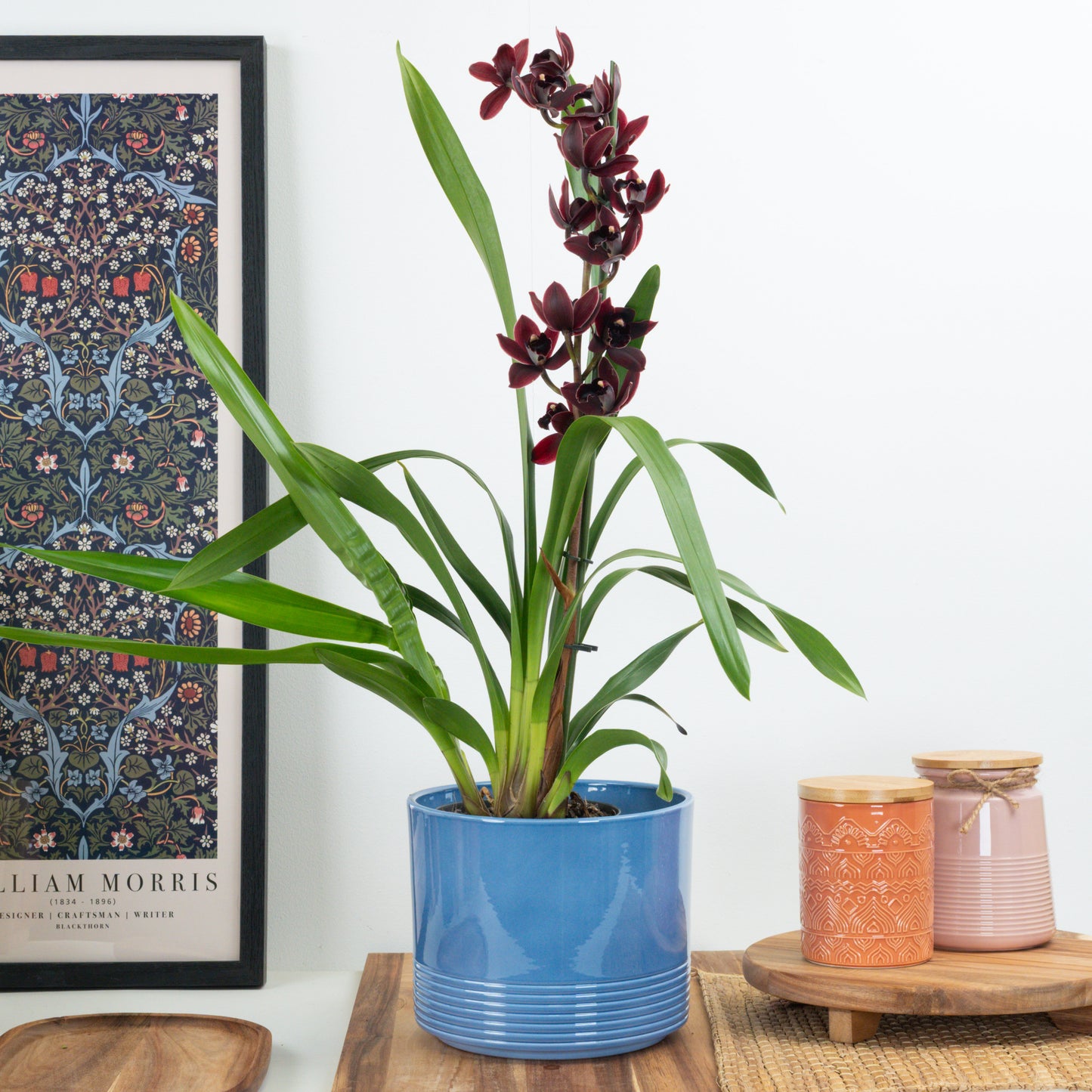 Cymbidium Orchid | Black Jack