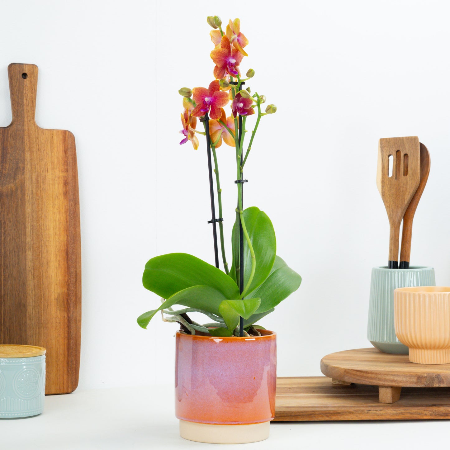 Phalaenopsis Orchid | Bolgheri