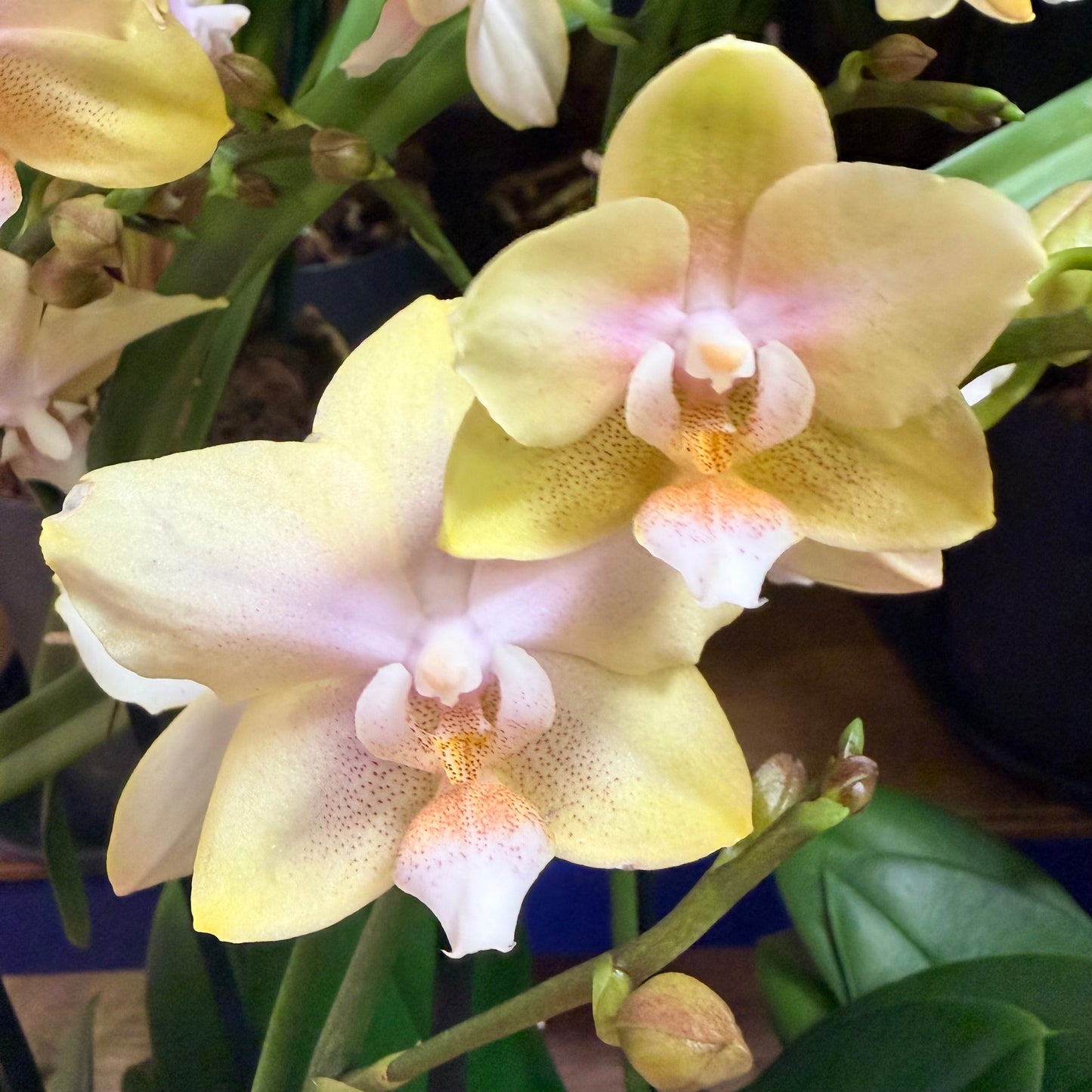 Phalaenopsis Orchid | Bolgheri Lemon