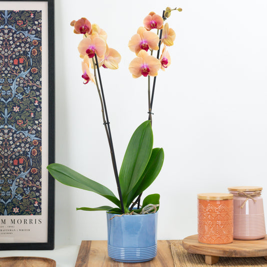 Phalaenopsis Orchid | Caribbean Dream