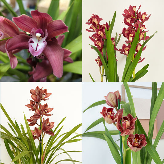 Cymbidium Orchid | Maroon Surprise