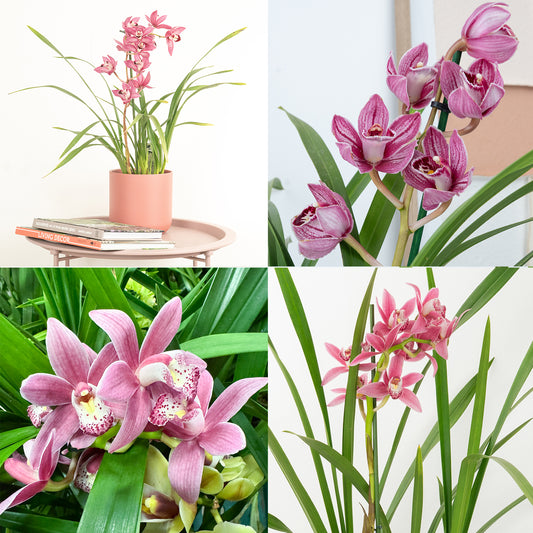 Cymbidium Orchid | Mauve Surprise