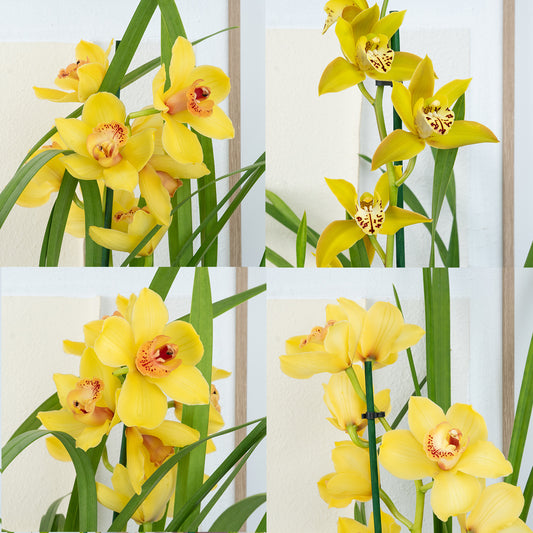 Cymbidium Orchid | Yellow Surprise