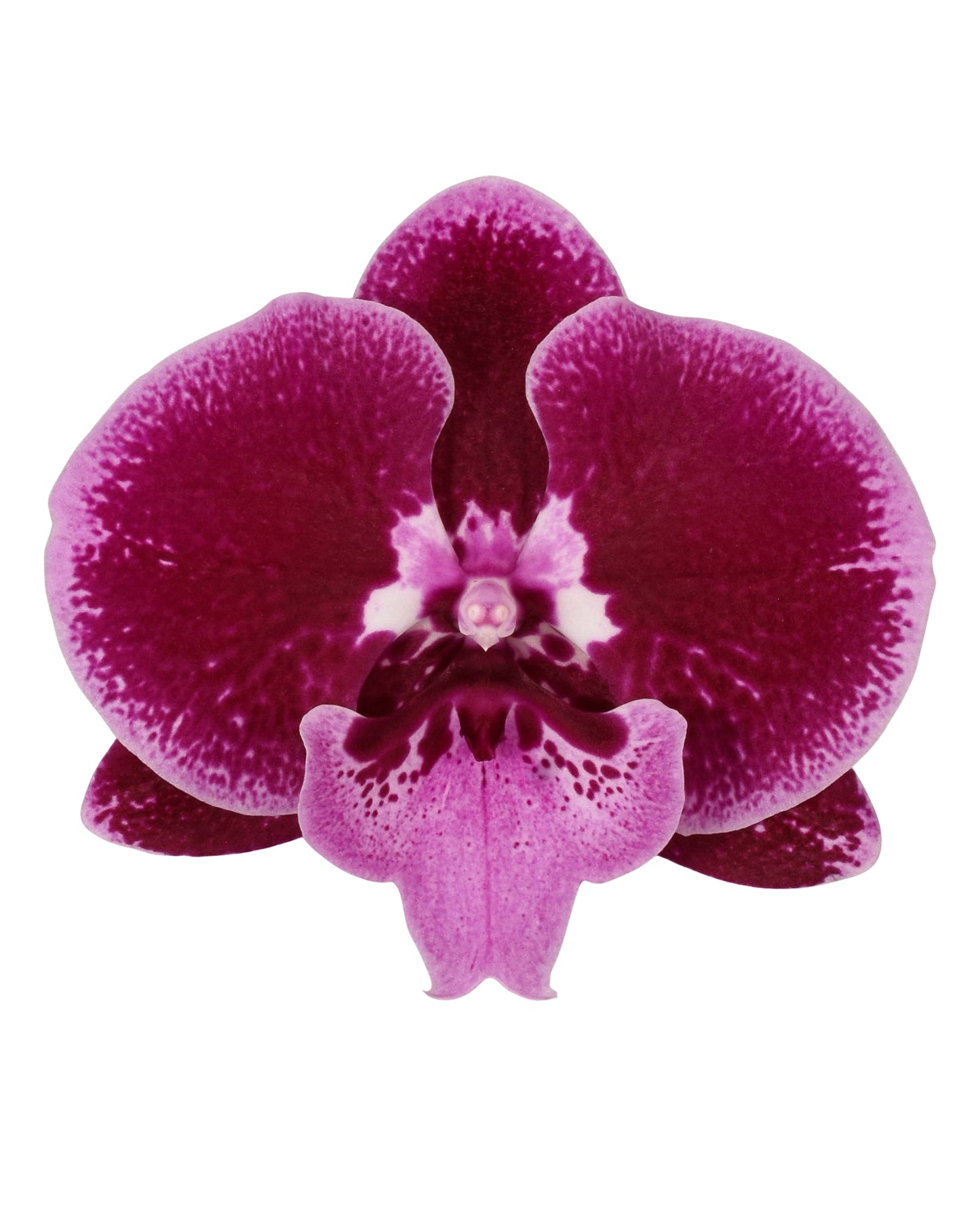 Phalaenopsis Orchid | No 62