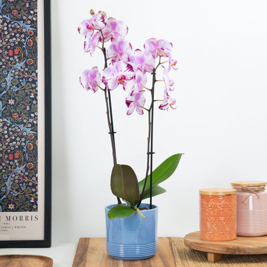 Phalaenopsis Orchid | Magic Art