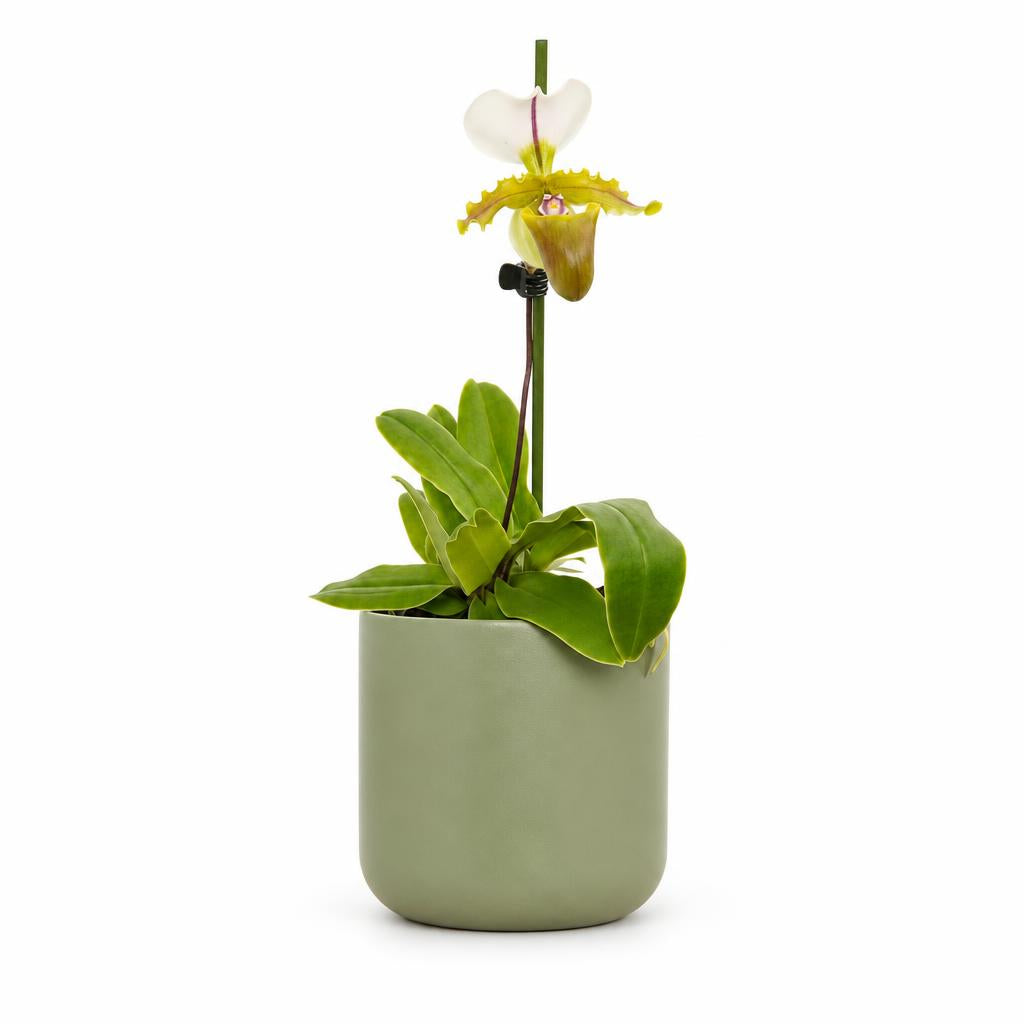 Paphiopedilum 'Florida', Venus Slipper Orchid