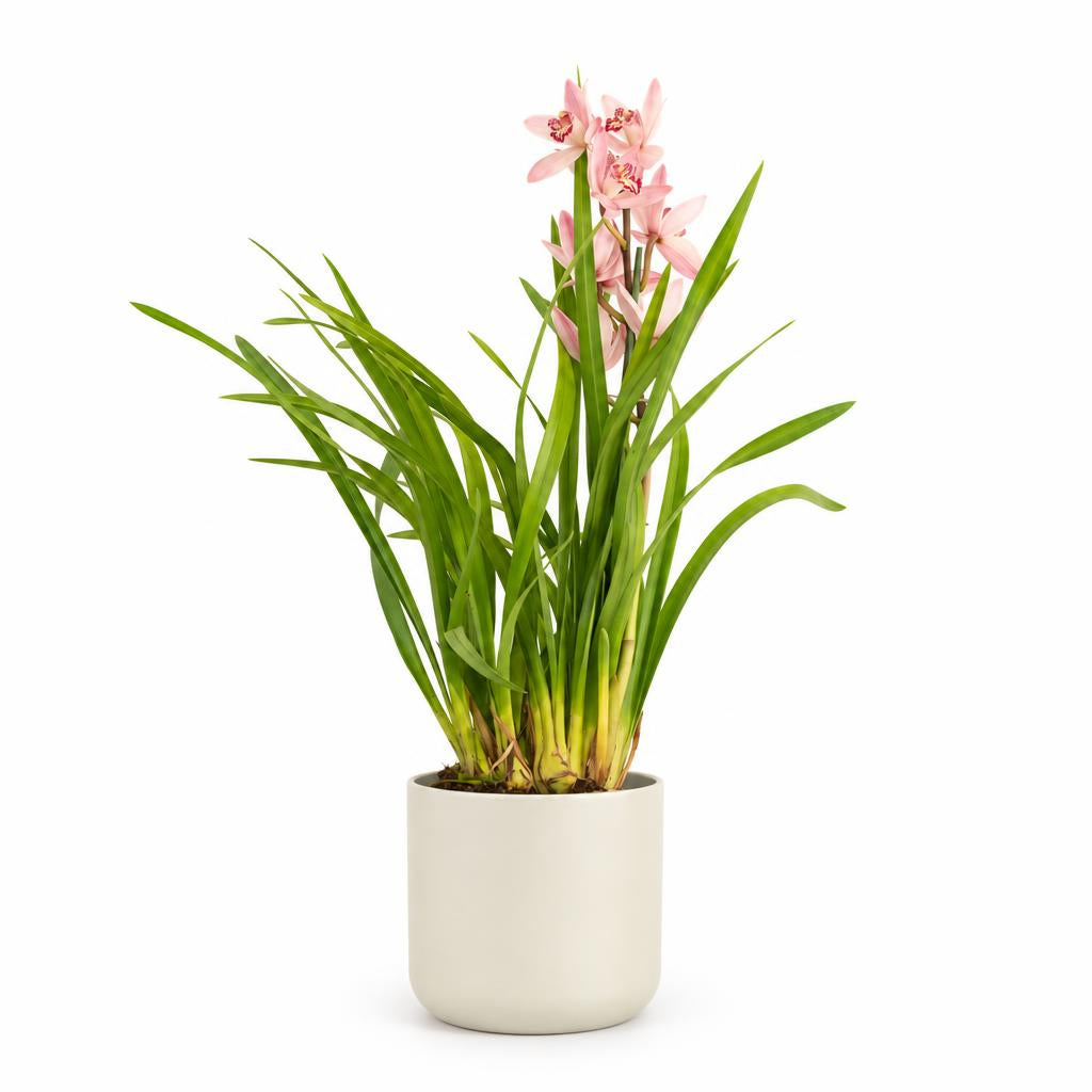 Cymbidium 'Bryony' Boat Orchid