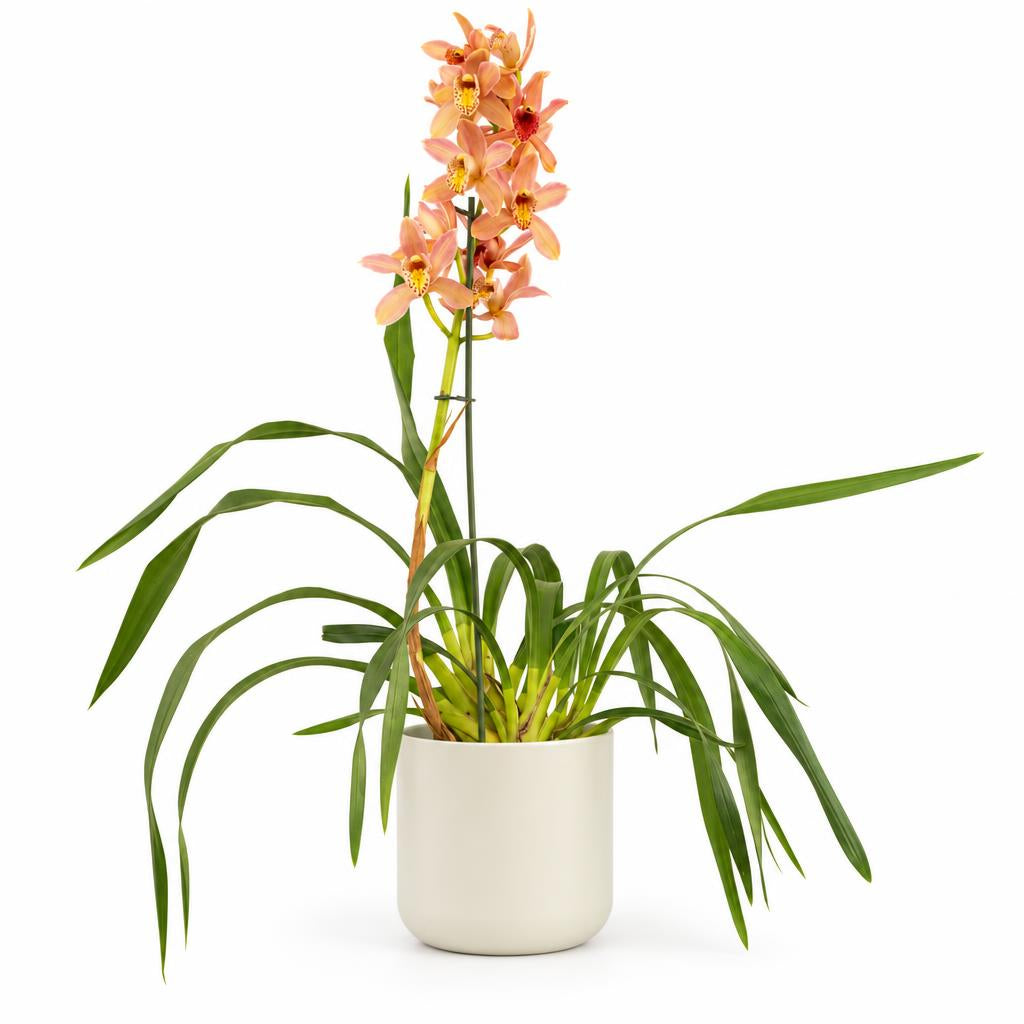 Cymbidium Orchid | Isabelle