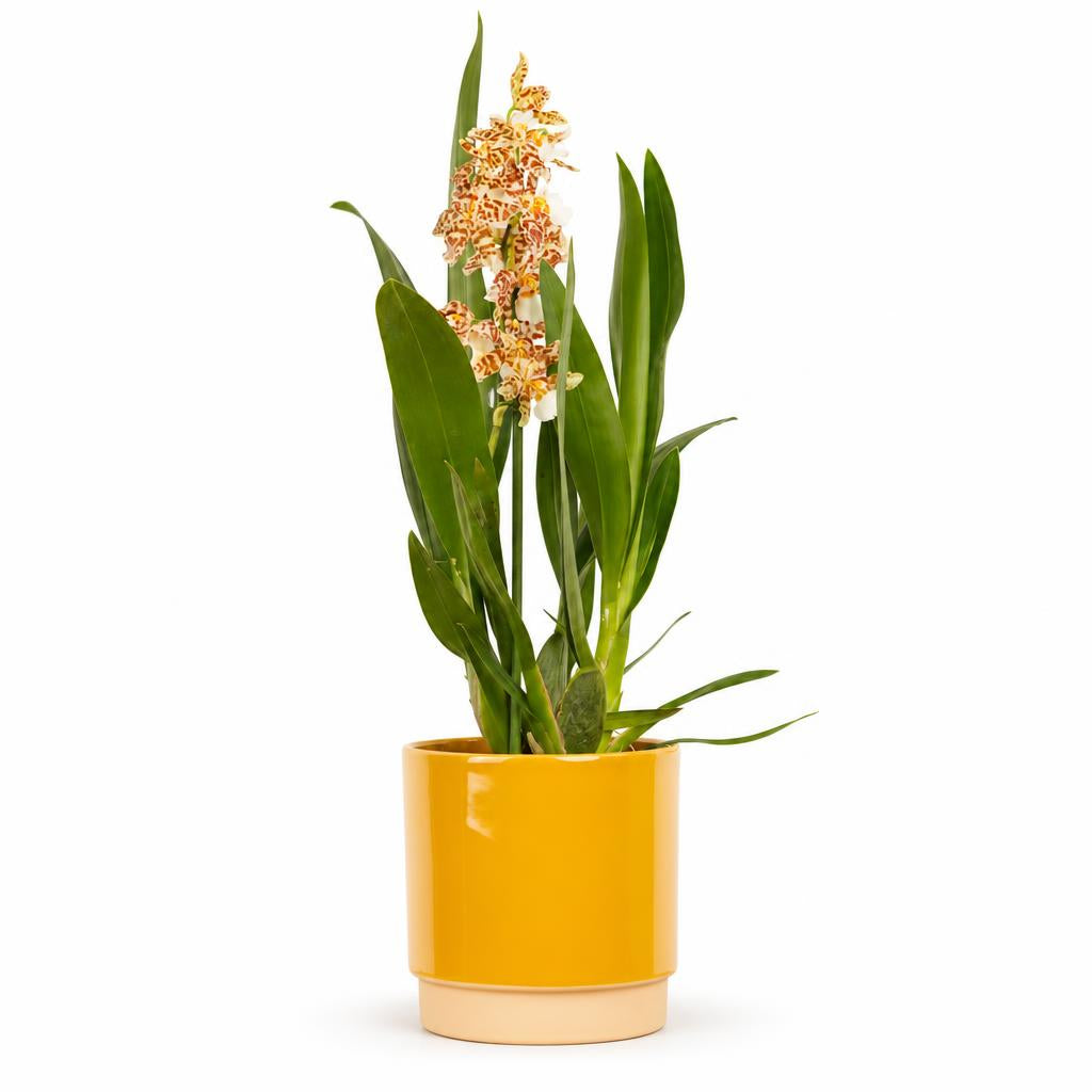 Cambria 'Snow Leopard' with patterned red and yellow flowers and green leaves in a yellow decorative ceramic pot, sold separately.
