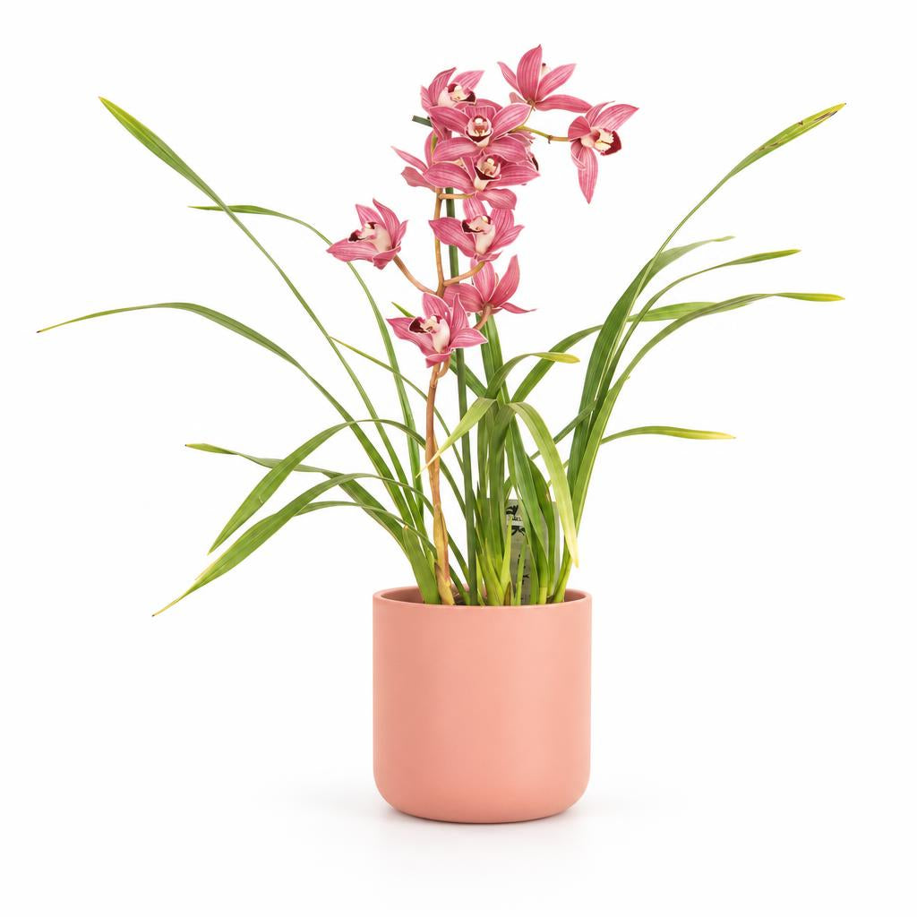 Cymbidium 'Phoebe', also known as Boat Orchid