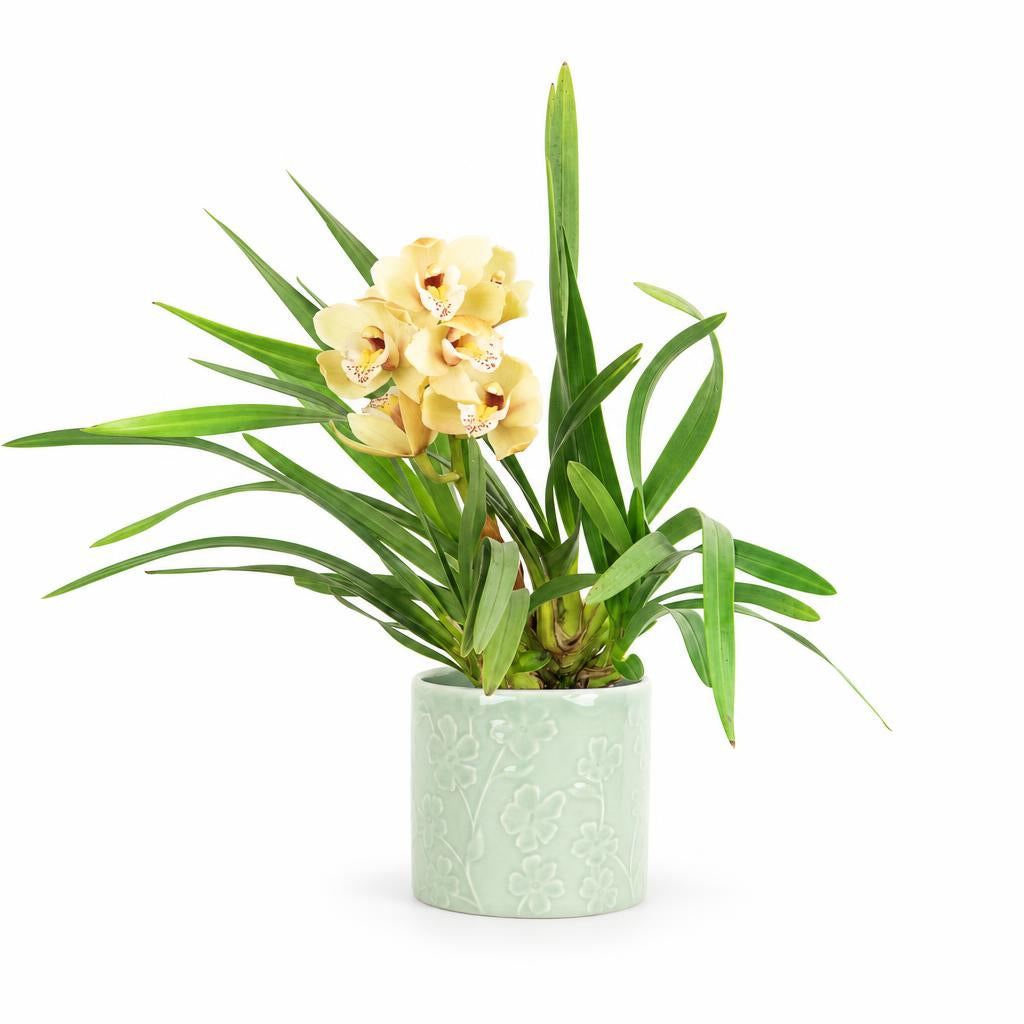 Cymbidium 'Chloe', also known as Boat Orchid
