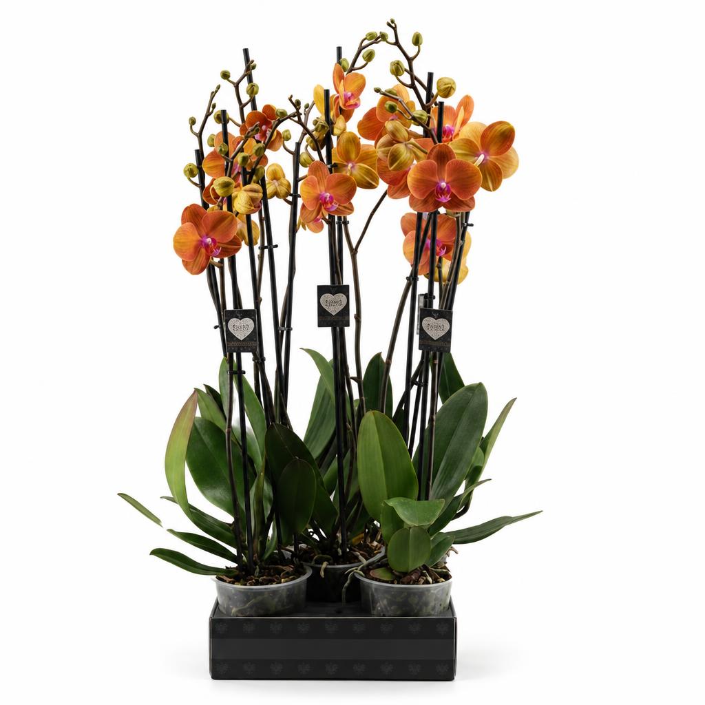 Phalaenopsis 'Bologna' moth orchid