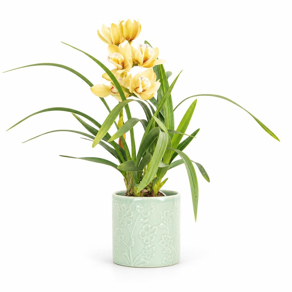 Cymbidium 'Buttercup' Boat Orchid