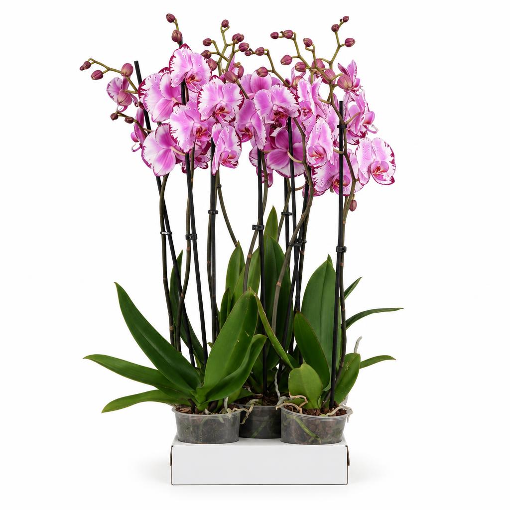 Phalaenopsis 'Brother You' moth orchid