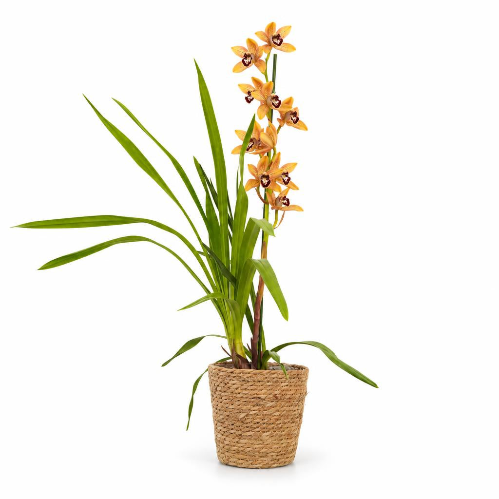 Cymbidium 'Emma', commonly called the Boat Orchid