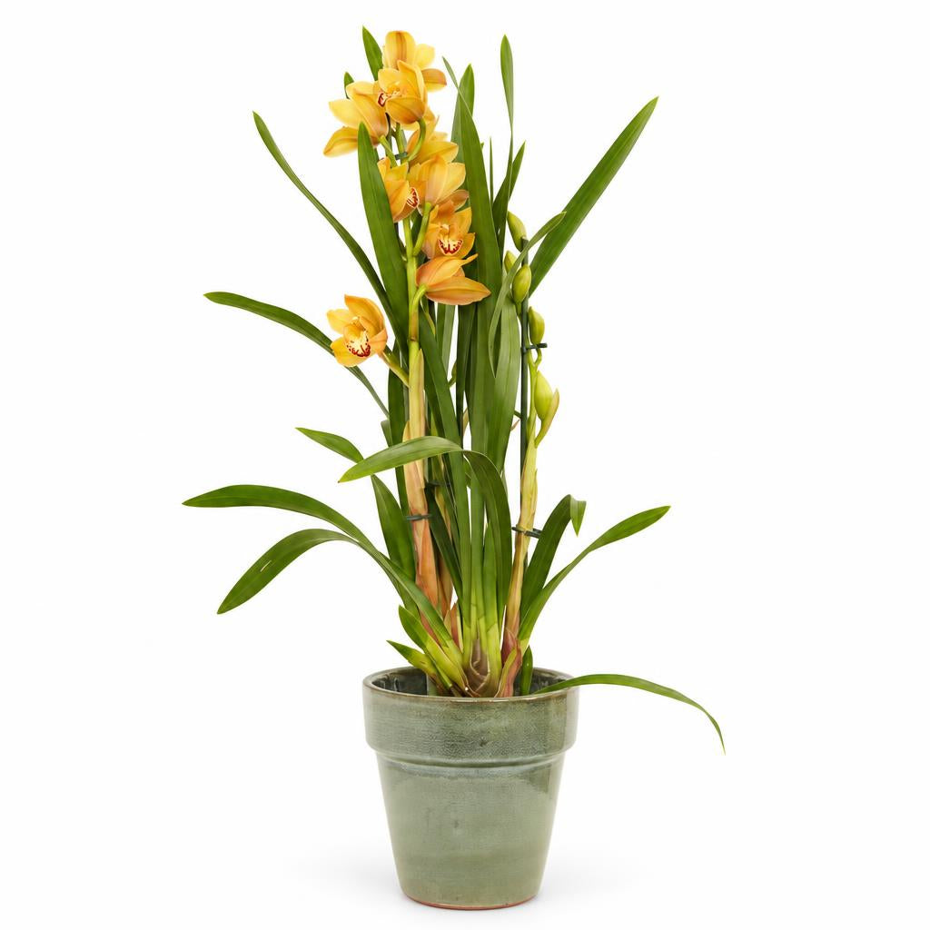 Cymbidium Orchid | Joelle