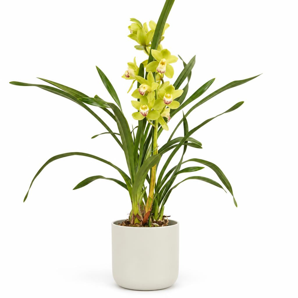 Cymbidium 'Lemon Sorbet' Boat Orchid