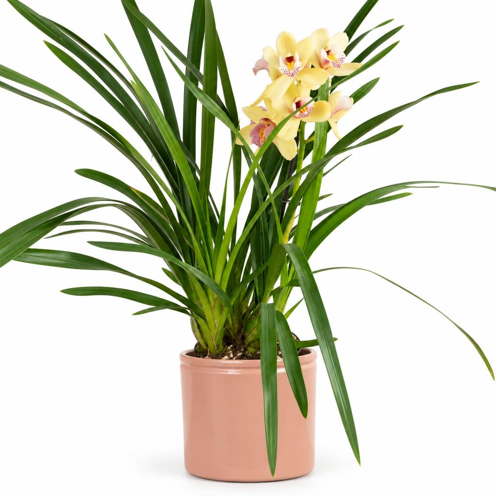 Cymbidium 'Peach Melba', also known as the Boat Orchid, in a decorative ceramic pot sold separately