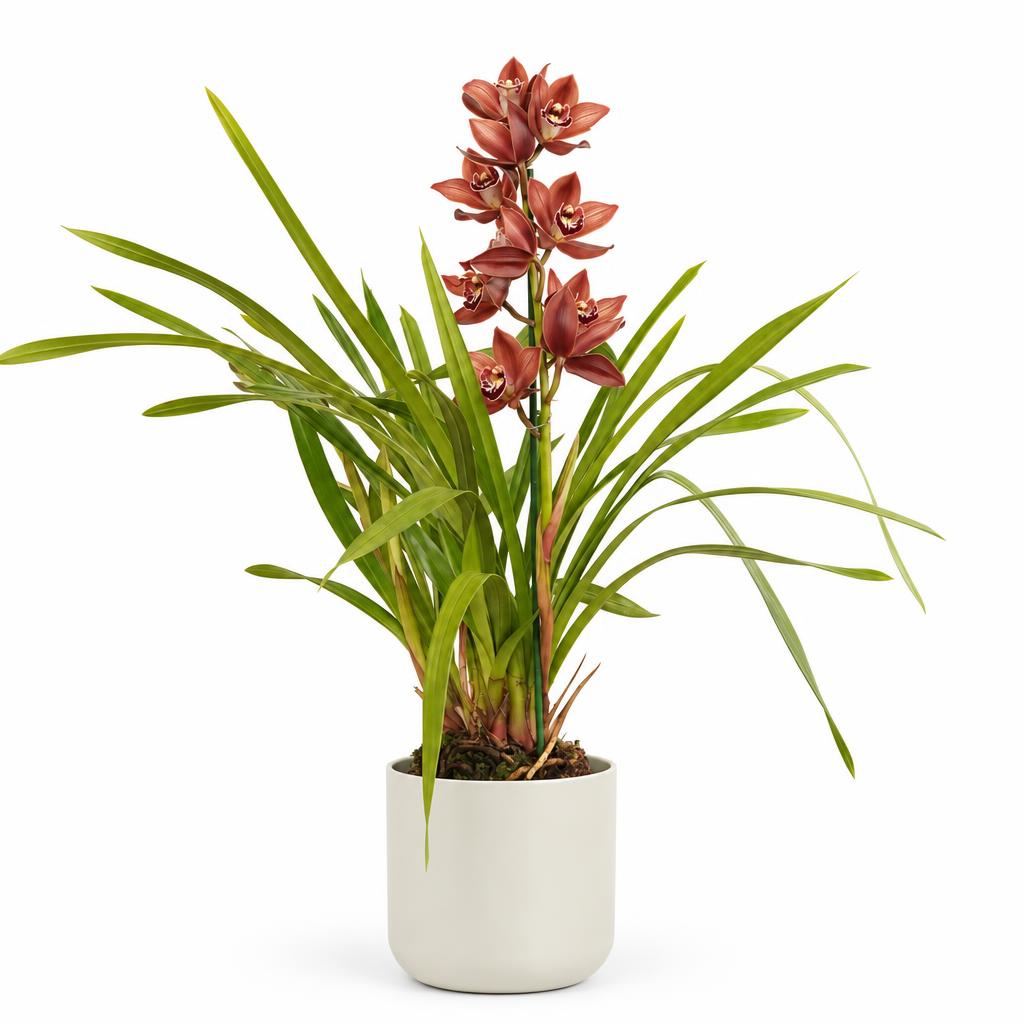 Cymbidium 'Red Nell' orchid
