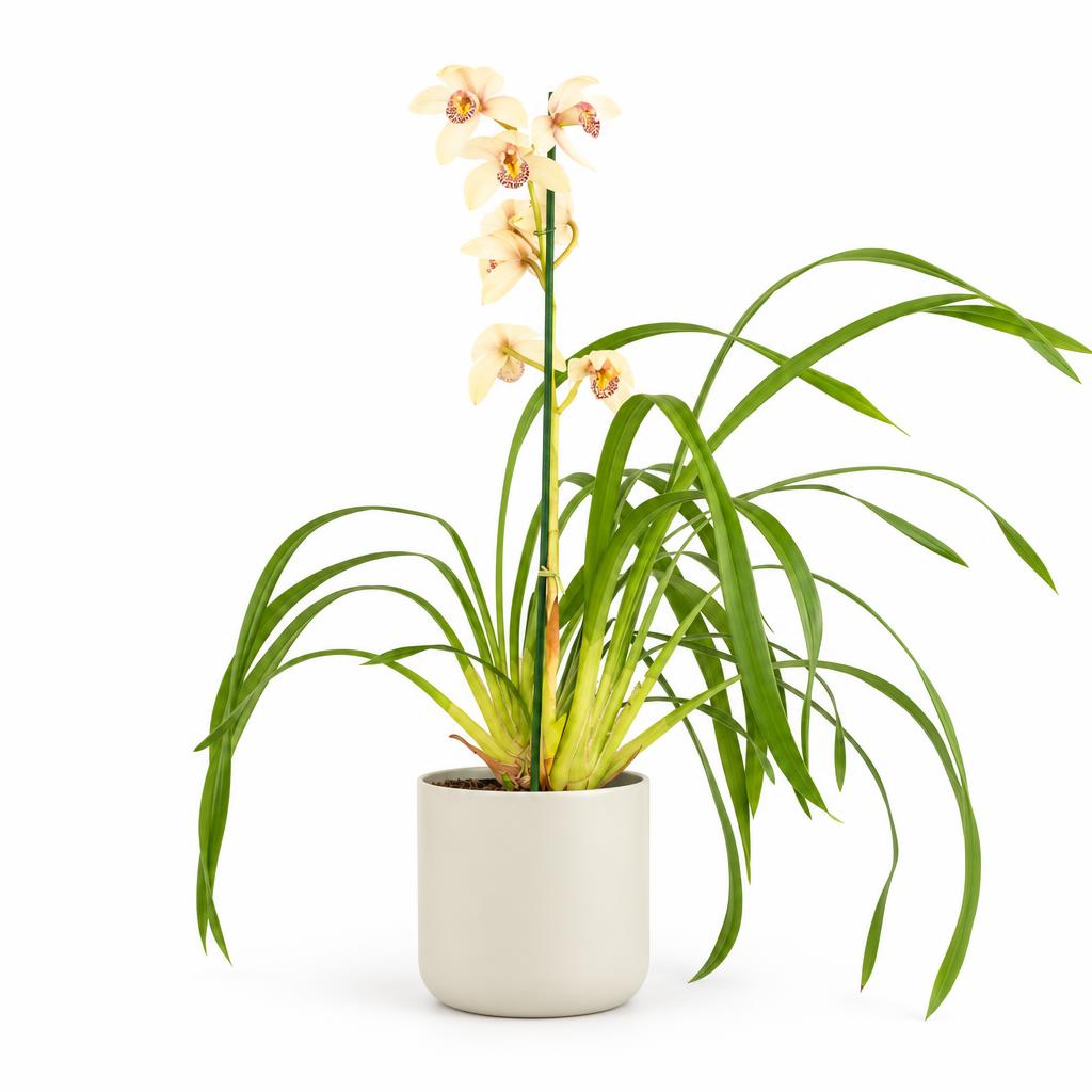 Cymbidium 'Maggie', also known as Boat Orchid