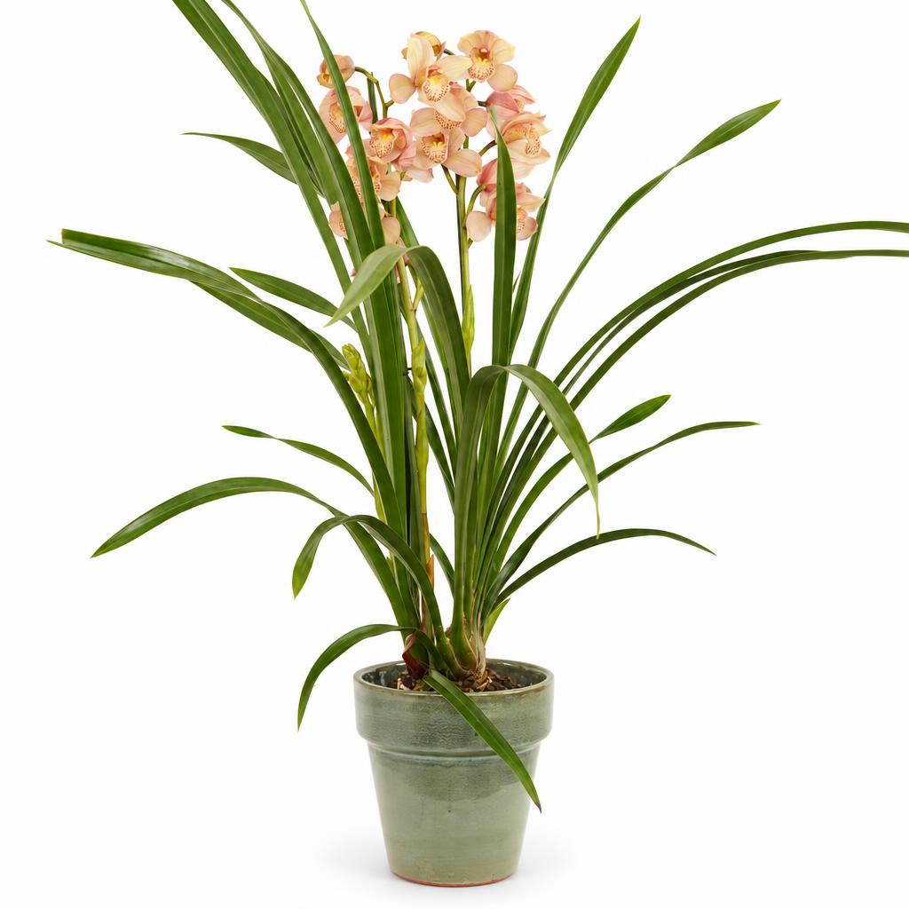 Cymbidium 'Amelia' Boat Orchid