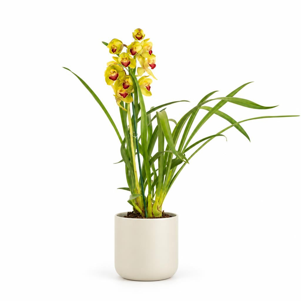 Cymbidium orchid 'Julia', also known as Boat Orchid